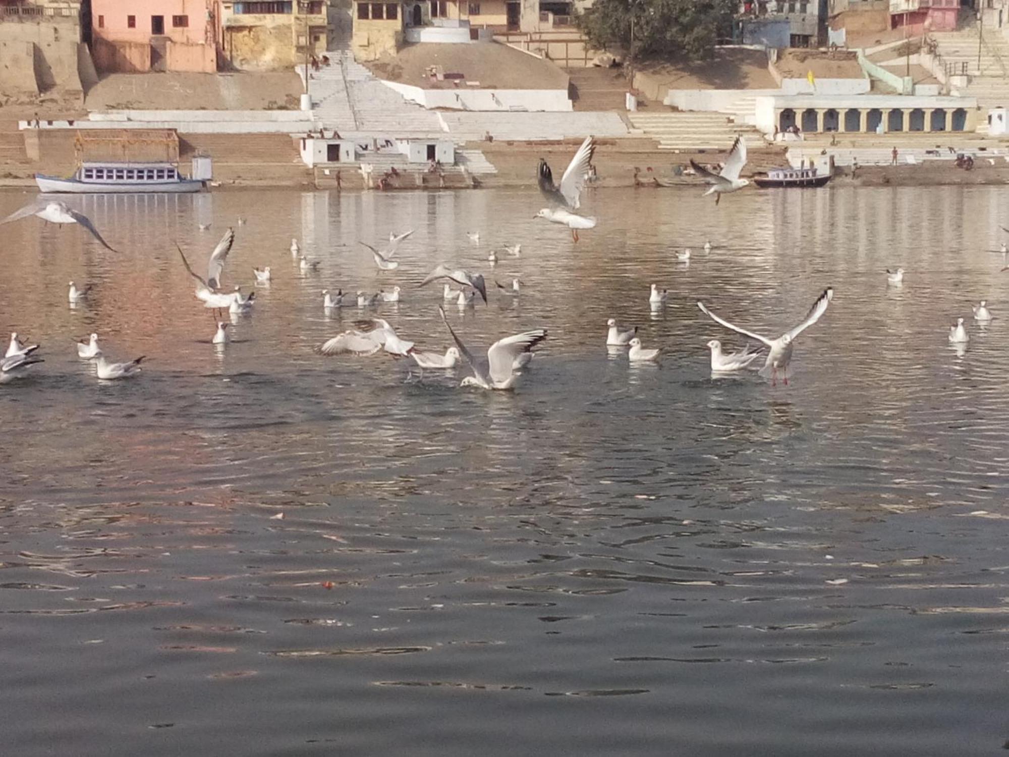 Tandon Lodge On The Ganga Ghat Homestay فاراناسي المظهر الخارجي الصورة